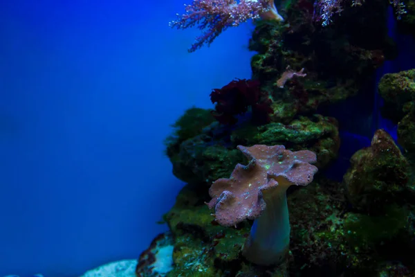 水族館のエキゾチックな海キノコ — ストック写真