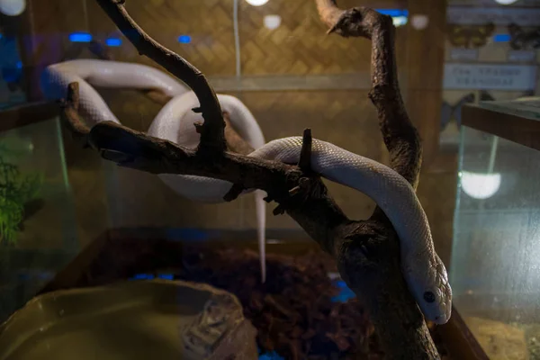 Serpent Blanc Dans Terrarium — Photo