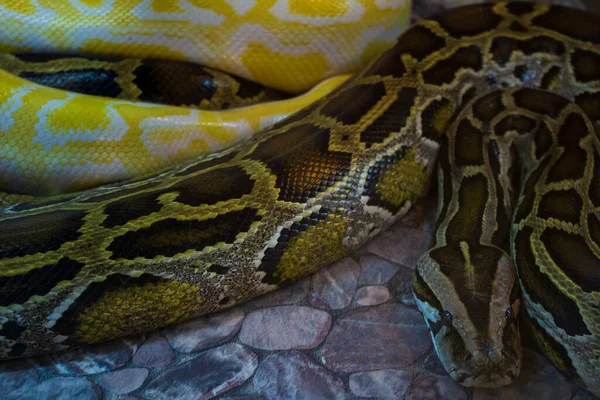 Pythons Ένα Μεγάλο Δηλητηριώδες Τροπικό Φίδι Της Οικογένειας Των Boas — Φωτογραφία Αρχείου