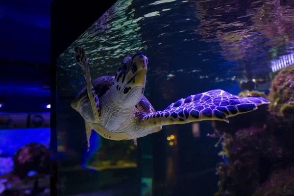 Schildkröte Schwimmt Aquarium Ungewöhnlicher Blick Von Unten — Stockfoto