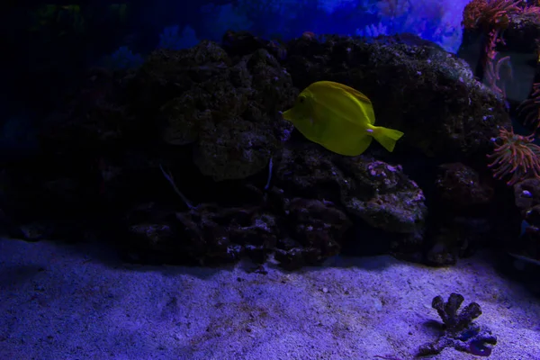 底にエキゾチックな魚や海のサンゴ礁とカラフルなぼやけた水族館 — ストック写真
