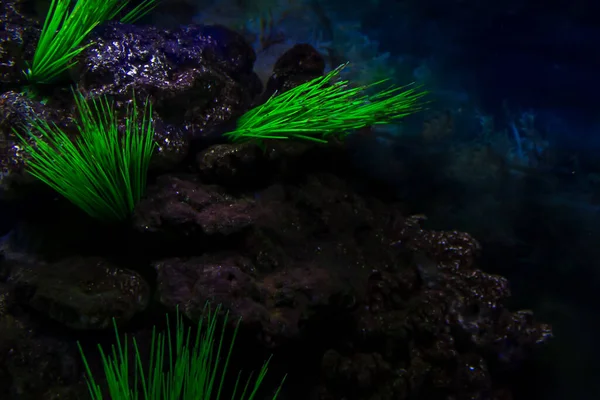 Глубина Морского Дна Рифами Растениями Мягкий Фоновый Фон — стоковое фото