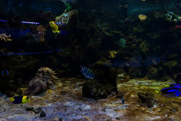 底にはエキゾチックな魚や海のサンゴ礁があるカラフルな水族館 — ストック写真
