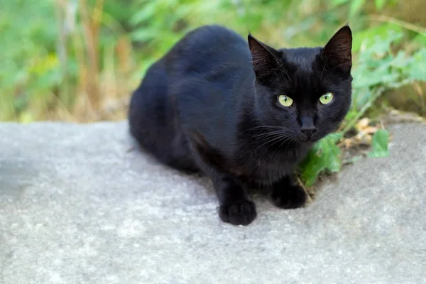 Silhouette Einer Schwarzen Katze Objekt Des Aberglaubens Verschiedener Völker — Stockfoto