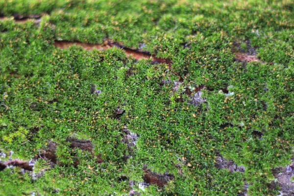 Yeşil Yosun Bulanık Arkaplan — Stok fotoğraf