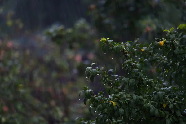 阴郁的夜晚 多雨多云的天气里的树叶 — 图库照片