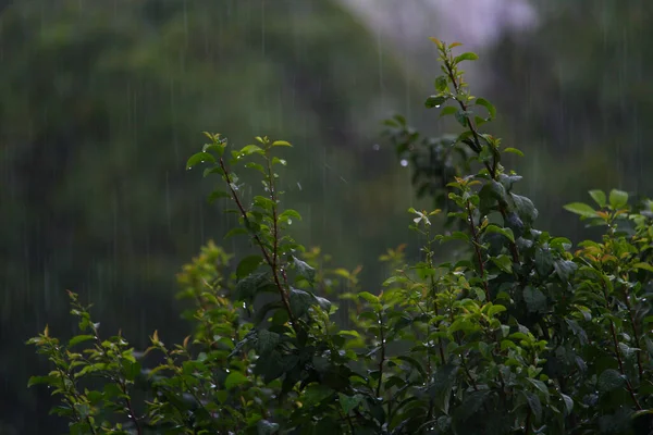 雨の降る木々の葉 暗い夜の曇り空 — ストック写真