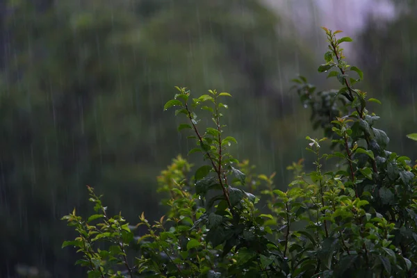 雨の降る木々の葉 暗い夜の曇り空 — ストック写真
