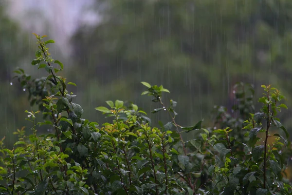 Φύλλα Από Δέντρα Βροχερό Συννεφιασμένο Καιρό Ένα Ζοφερό Βράδυ — Φωτογραφία Αρχείου