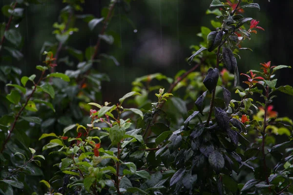 Bladeren Van Bomen Bij Regenachtig Bewolkt Weer Een Sombere Avond — Stockfoto