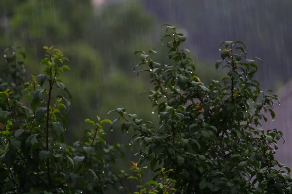 Kasvetli Bir Akşamda Yağmurlu Bulutlu Havada Yapraklar — Stok fotoğraf