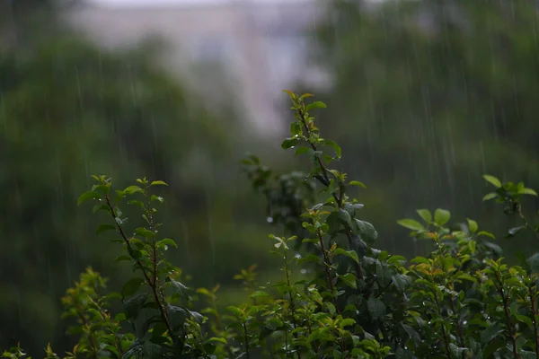 Kasvetli Bir Akşamda Yağmurlu Bulutlu Havada Yapraklar — Stok fotoğraf