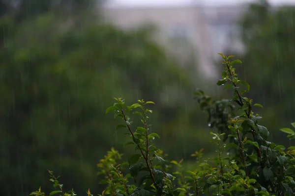 Blad Träd Regnigt Molnigt Väder Dyster Kväll — Stockfoto