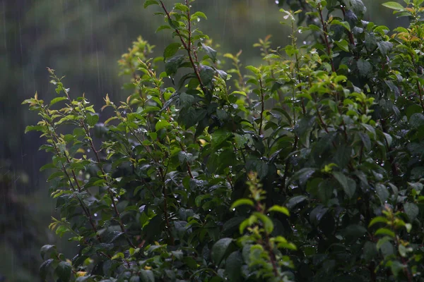 Listy Stromů Deštivém Zamračeném Počasí Ponurého Večera — Stock fotografie
