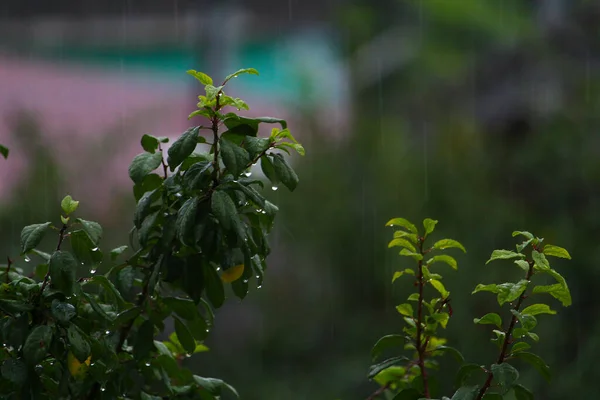 雨の降る木々の葉 暗い夜の曇り空 — ストック写真