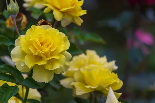 Roses Garden Rain — Stock Photo, Image