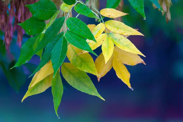 Желтые Листья Осенью Тонированные — стоковое фото