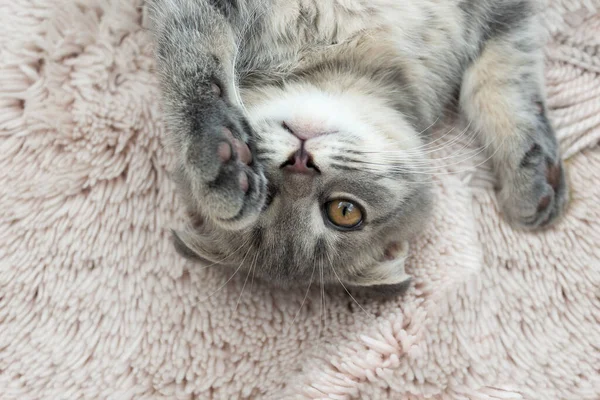Смешной Кот Скоттиш Фолд Порода Лежит Вверх Ногами Ковре — стоковое фото