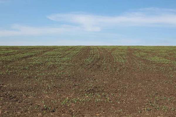 Gali Ladang Dengan Tunas Pertama Panen — Stok Foto