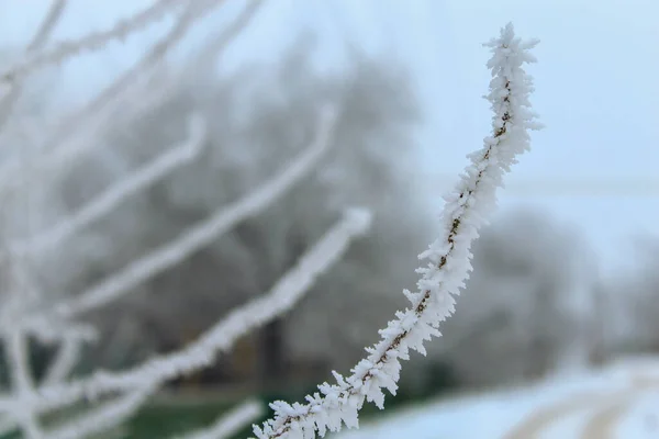 Branche Dans Gel Fond Nuageux Matin Hiver — Photo