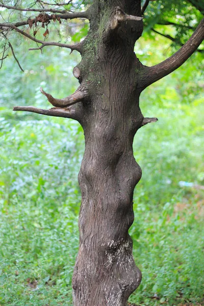 Very Unusual Tree Trunk Wavy Surface Stock Photo