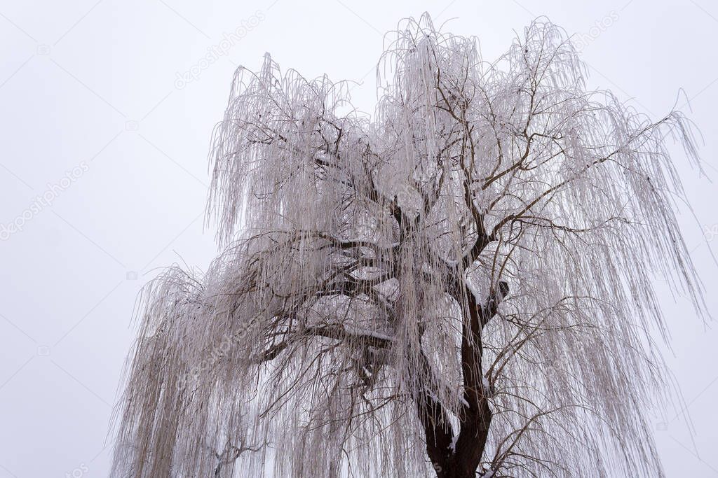 Willow in frost, cloudy morning winter background