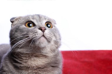 Kitty yukarı bakıyor, düşünceli ve şaşırmış. Çok şık bir İskoç soyu. Boşluğu kopyala