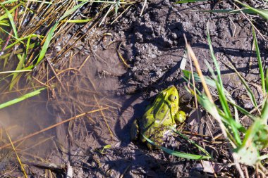 Bataklıktaki kurbağa.