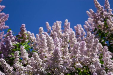 Leylak dalları, seçici odaklanma