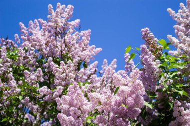 Leylak dalları, seçici odaklanma