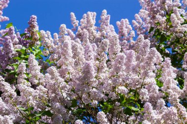 Leylak dalları, seçici odaklanma
