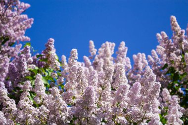 Leylak dalları, seçici odaklanma