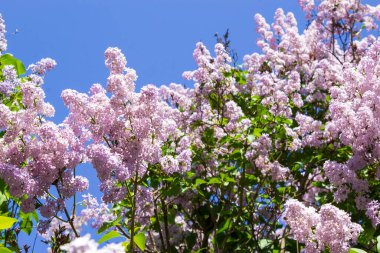 Leylak dalları, seçici odaklanma