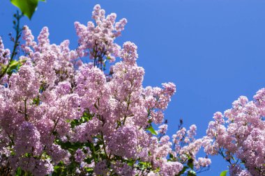 Leylak dalları, seçici odaklanma