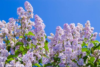 Leylak dalları, seçici odaklanma