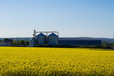 Tecavüz tarlası. Önemli bir petrol tohumu; 20. yüzyılın sonlarına doğru tecavüzün ekonomik önemi önemli ölçüde arttı çünkü biyodizel üretmek için kullanılmaya başlandı..
