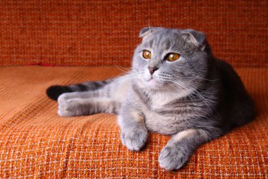 Çok tatlı ve güzel safkan İskoç kedisi bir kanepede yatıyor.