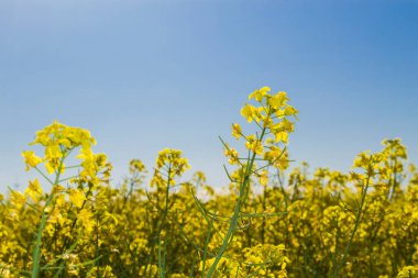 Tecavüz tarlası. Önemli bir petrol tohumu; 20. yüzyılın sonlarına doğru tecavüzün ekonomik önemi önemli ölçüde arttı çünkü biyodizel üretmek için kullanılmaya başlandı..