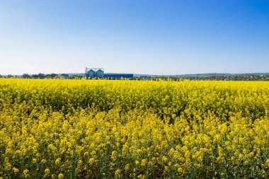 Tecavüz tarlası. Önemli bir petrol tohumu; 20. yüzyılın sonlarına doğru tecavüzün ekonomik önemi önemli ölçüde arttı çünkü biyodizel üretmek için kullanılmaya başlandı..