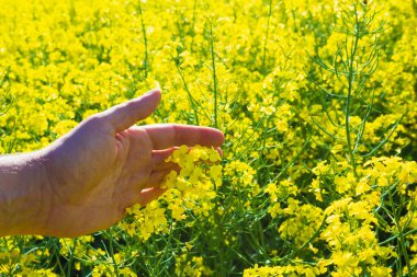 Kolza tohumu geçmişinde çiftçi eli