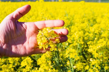 Kolza tohumu geçmişinde çiftçi eli