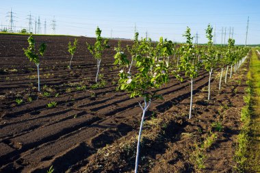 Ağaçların çiçek açması sırasında ayva bahçesi