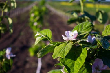 Ağaçların çiçek açması sırasında ayva bahçesi
