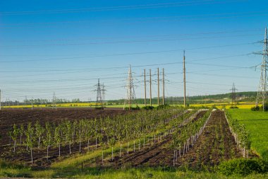 Ağaçların çiçek açması sırasında ayva bahçesi