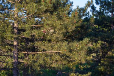 Bir sürü kozalaklı kozalaklı kozalak ve zıt gün batımı