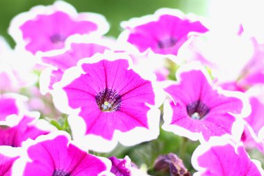 Çiçekler çiçek tarhında, soyut sırtüstü