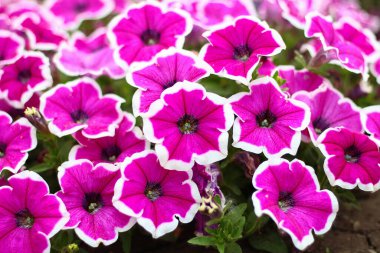 Çiçekler çiçek tarhında, soyut sırtüstü