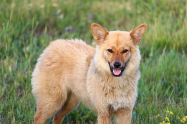 Bulanık bir arka planda sevimli sokak köpeği.