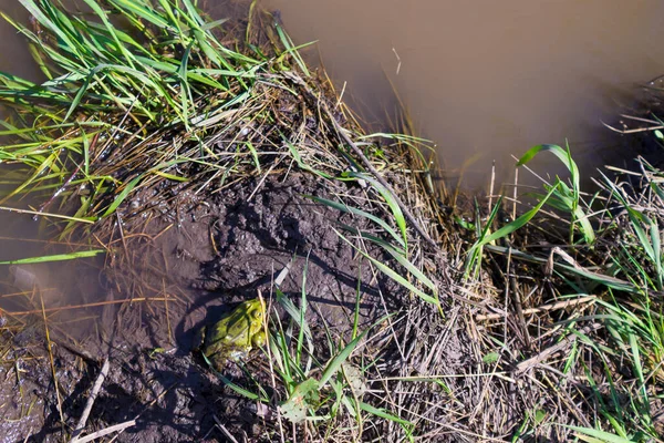 Bataklıktaki Kurbağa — Stok fotoğraf