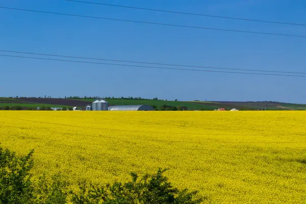 Rapsfeld Wichtige Ölsaaten Die Wirtschaftliche Bedeutung Von Raps Hat Ende — Stockfoto